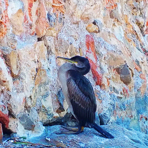 Antares Primera Dufour Gibsea 43