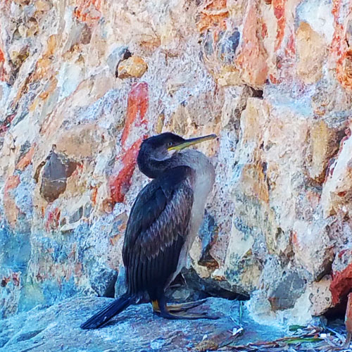 Antares Primera Dufour Gibsea 43